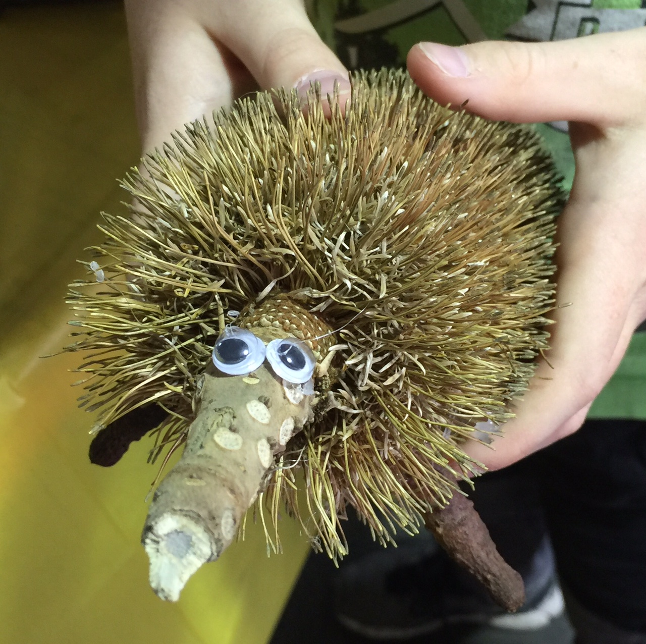 kids-nature-craft-echidna-banksia-seedpod-critter