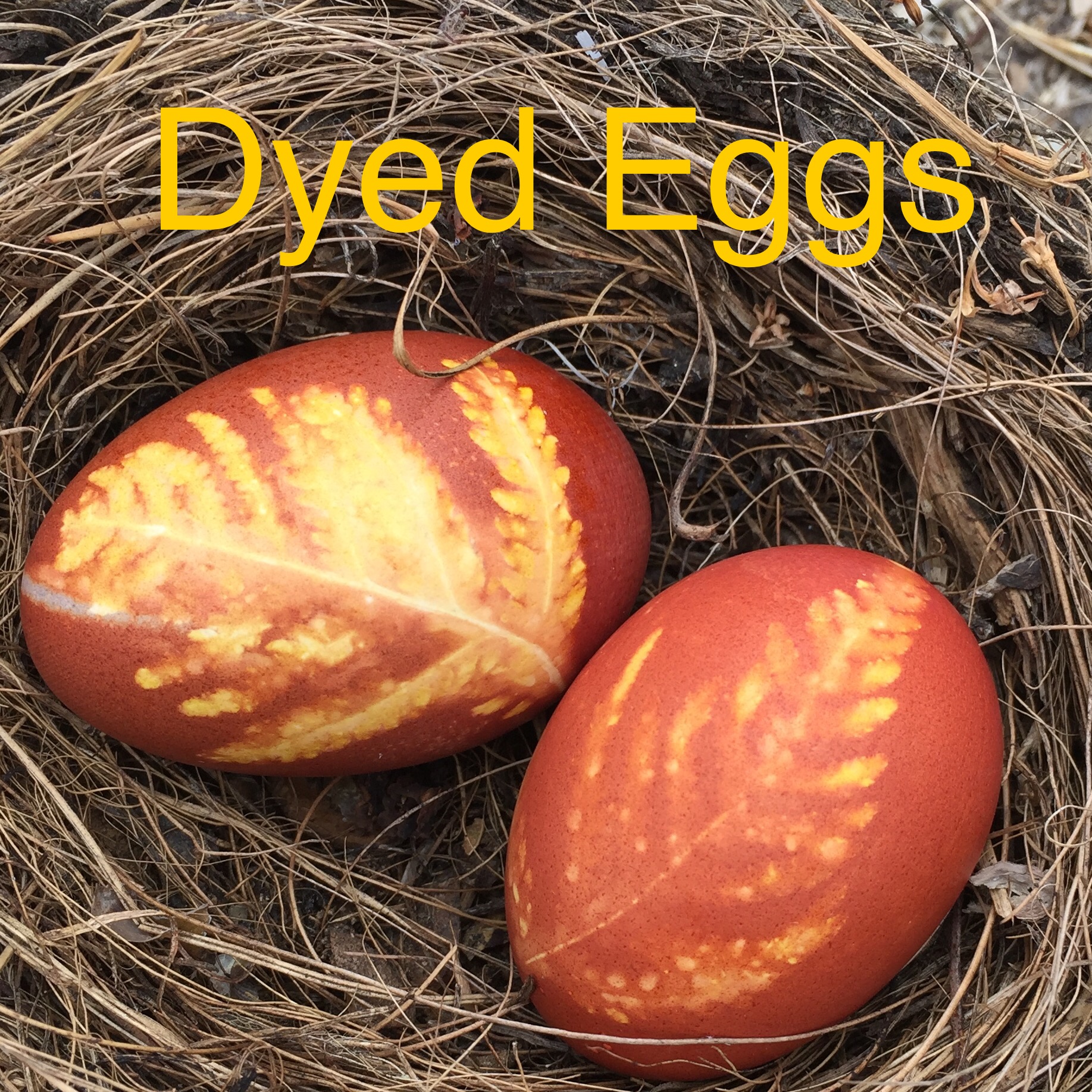 natural-dyed-eggs-nature-crafts